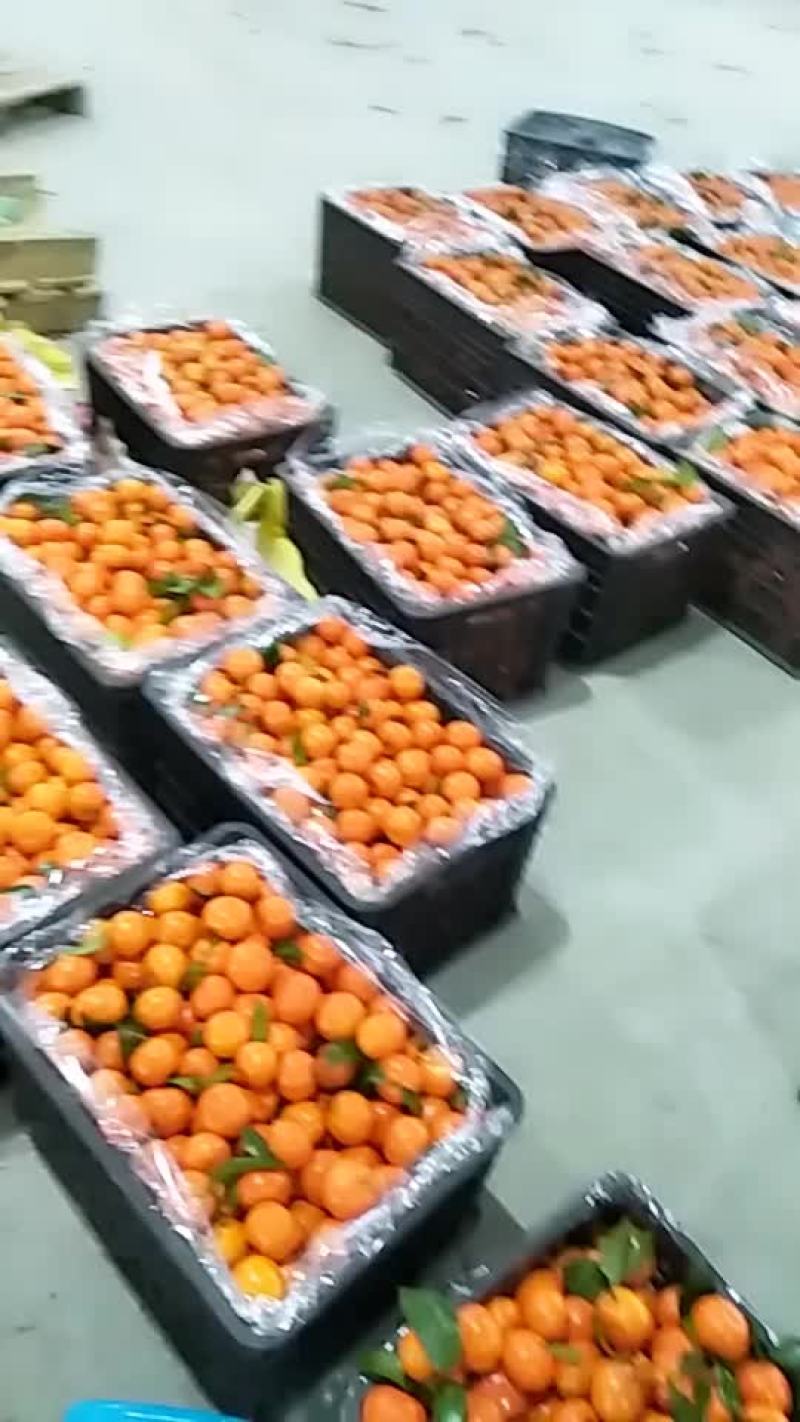 精品砂糖橘