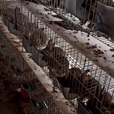 种兔养殖