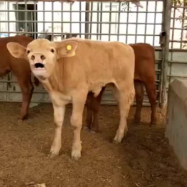 湘西黄牛