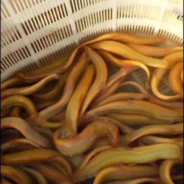 黄金鳅