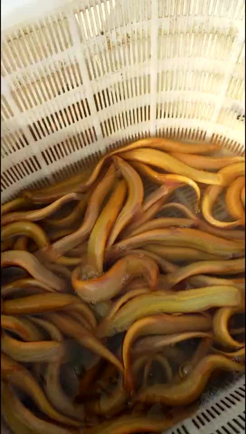 黄金鳅