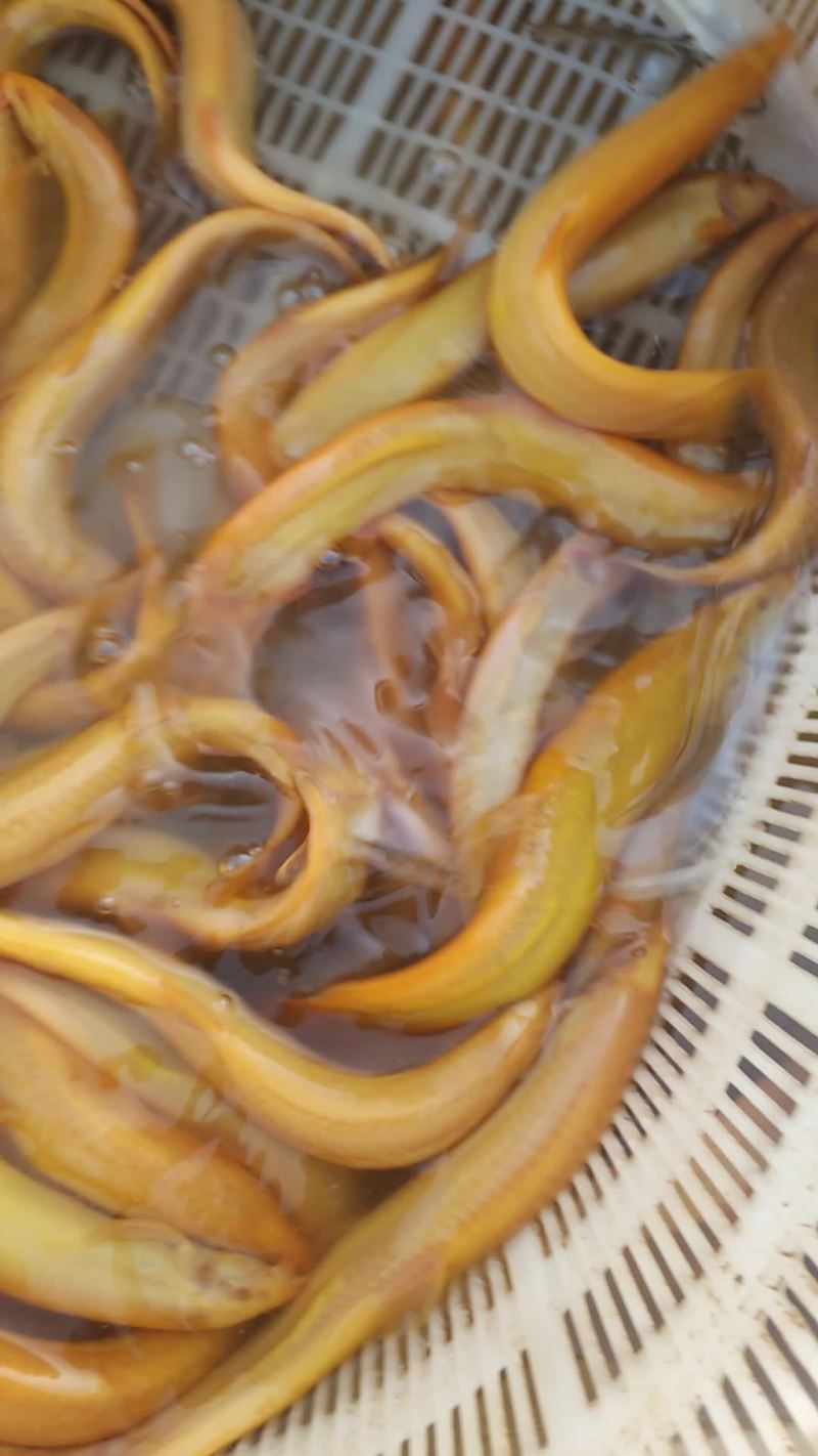 黄金鳅