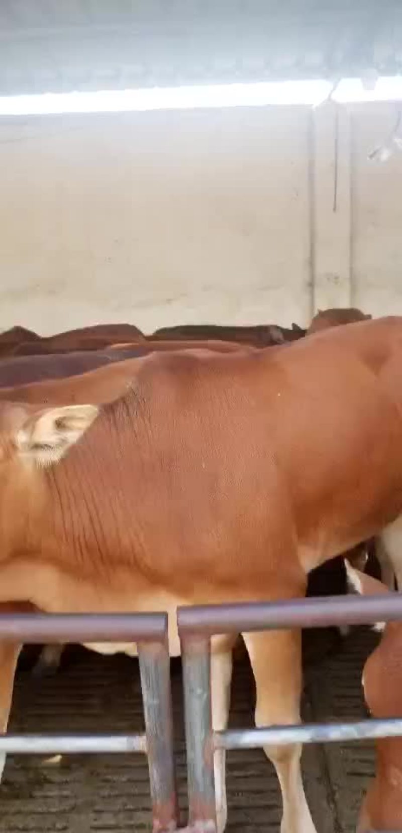 皮埃蒙特牛犊十头包送十头送一头