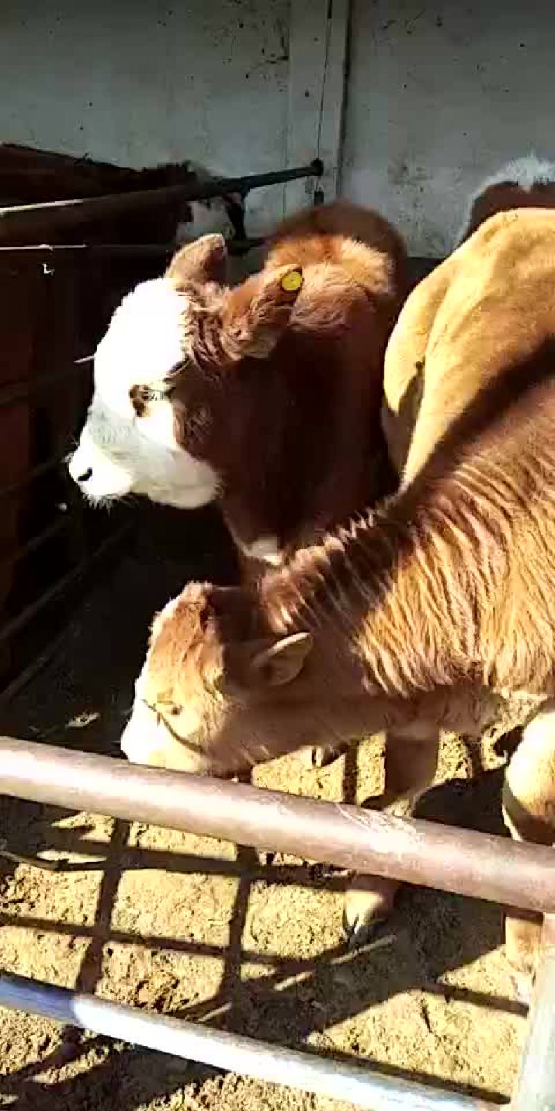 林肯红牛犊十头包送十头送一头