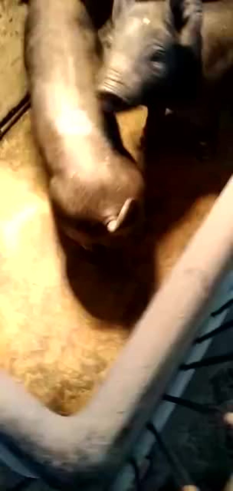 丹系生态黑猪