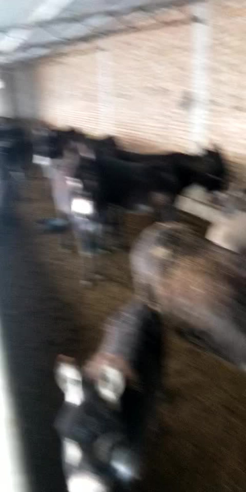 毛驴