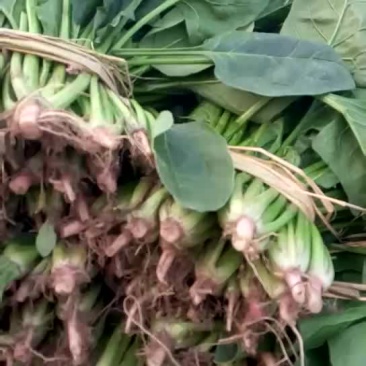 现有大量菠菜供应