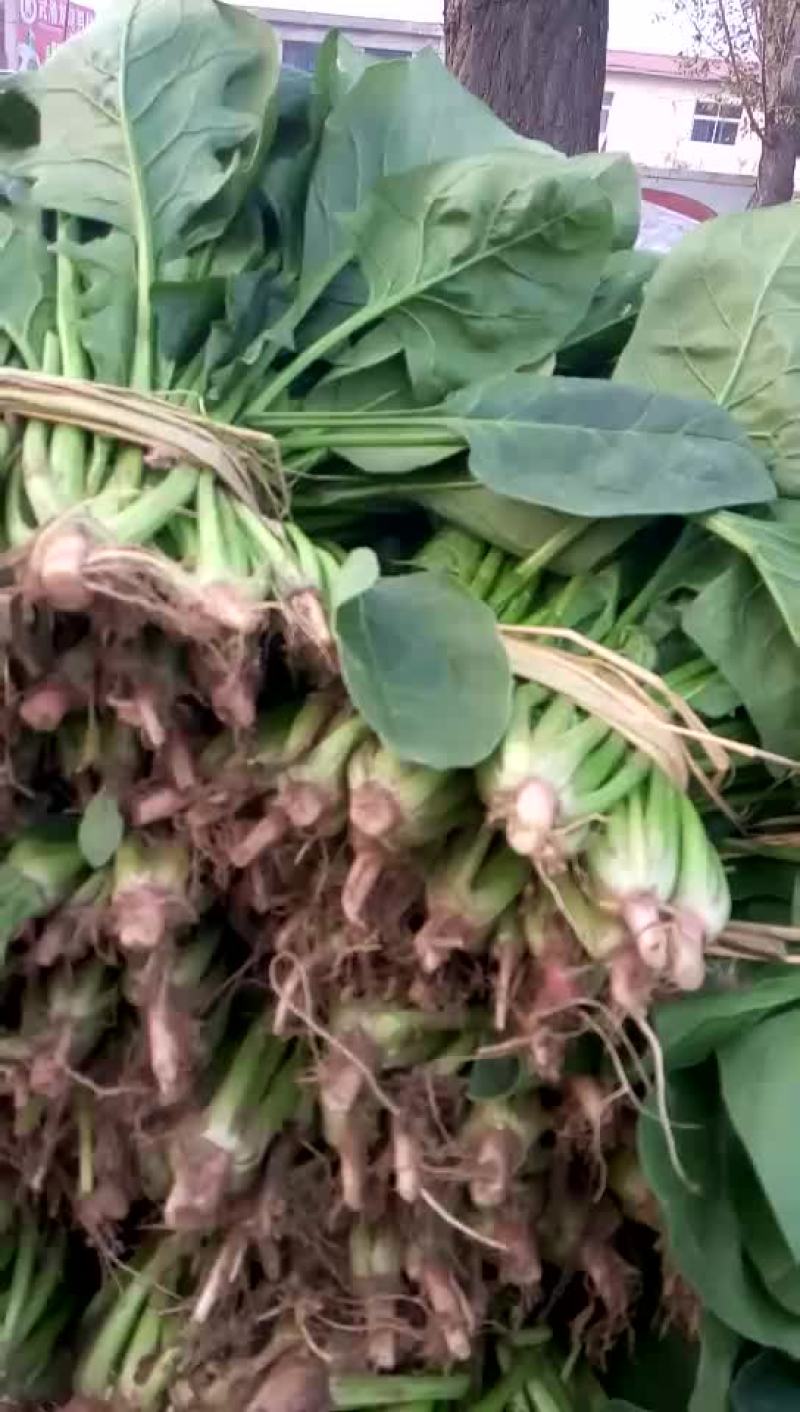 现有大量菠菜供应