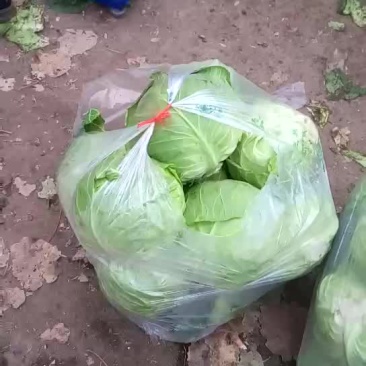 优质娃娃菜