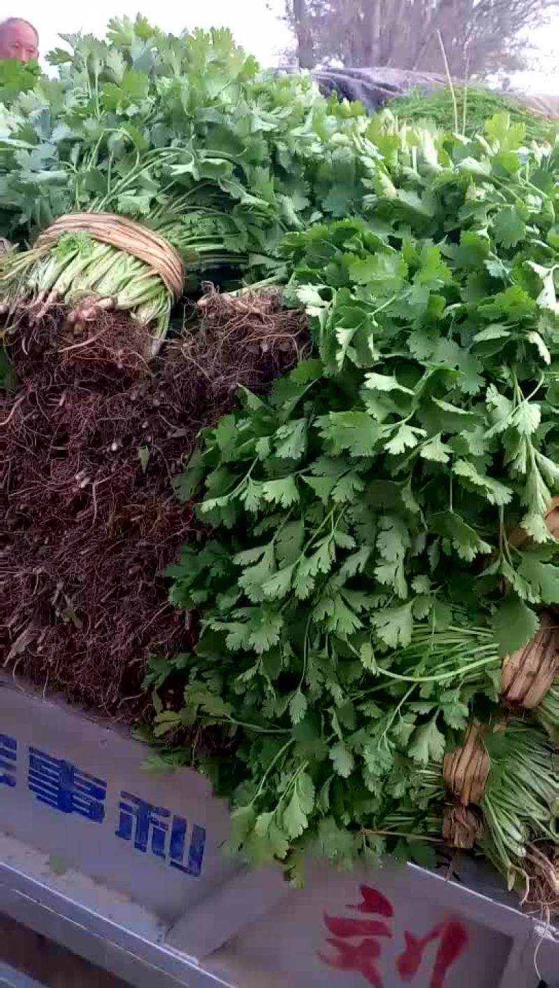 香菜供应