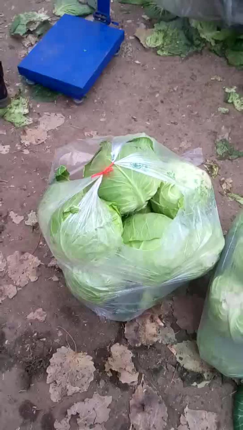 圆白菜