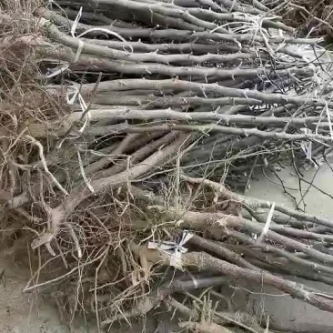 冬枣树苗山东1公分2公分枣树苗价格