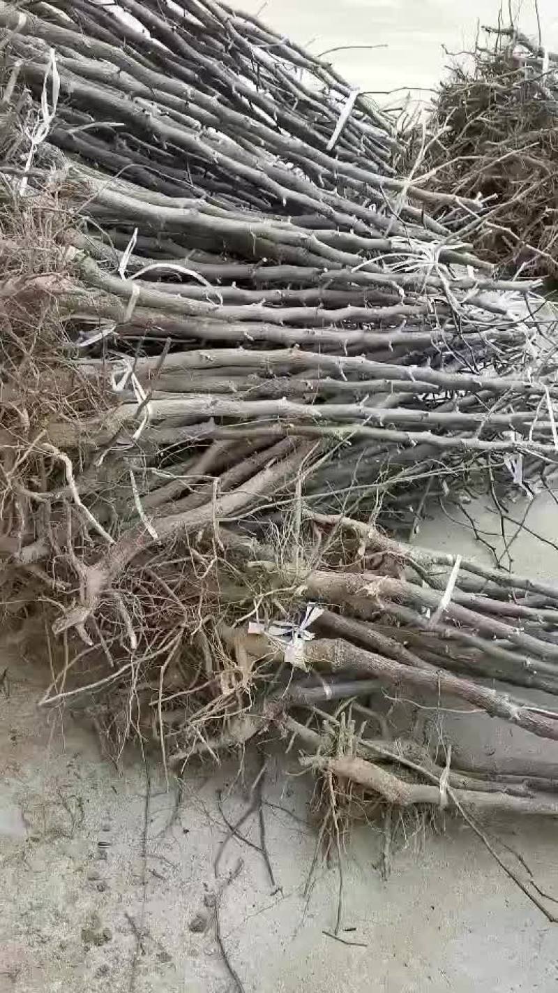 冬枣树苗山东1公分2公分枣树苗价格