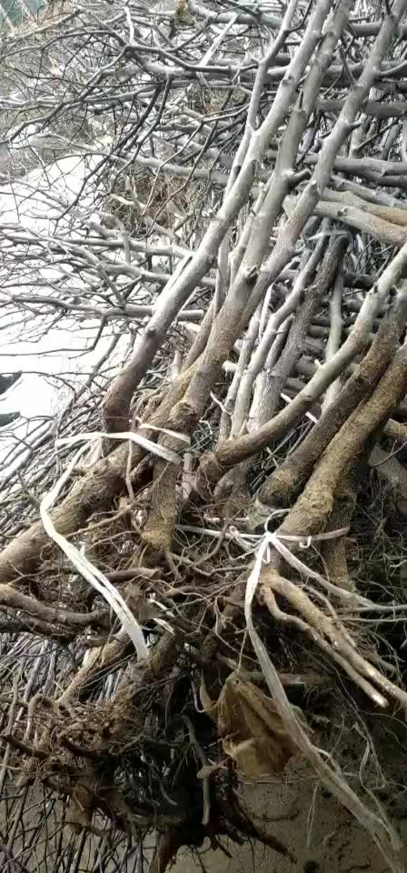冬枣树苗山东1公分2公分枣树苗价格