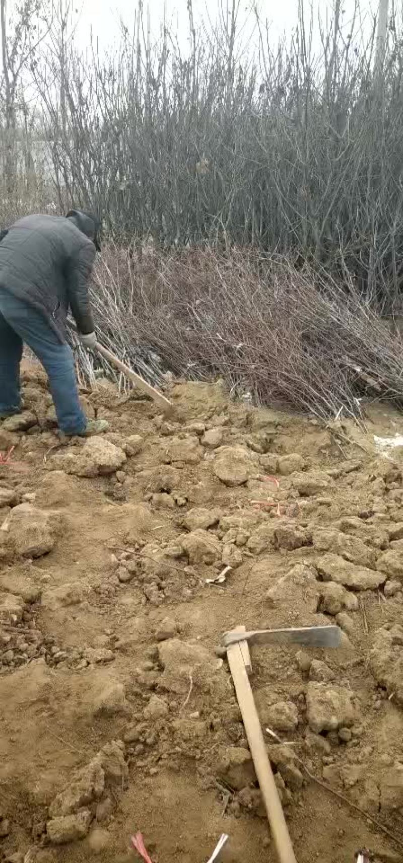 冬枣树苗山东1公分2公分枣树苗价格