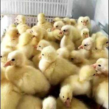 皖蒲白鹅