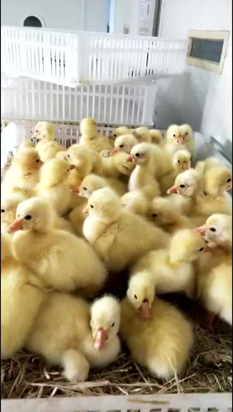 皖蒲白鹅