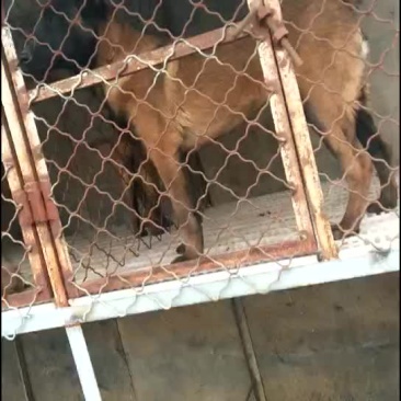 马犬幼犬，哪里有马犬马犬一条科目马犬价格