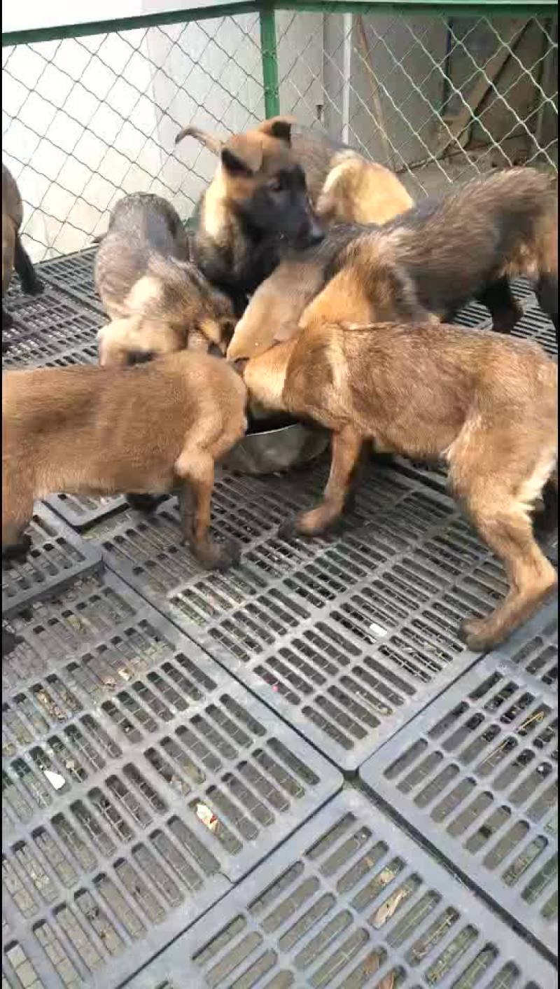 马犬幼犬，哪里有马犬马犬一条科目马犬价格
