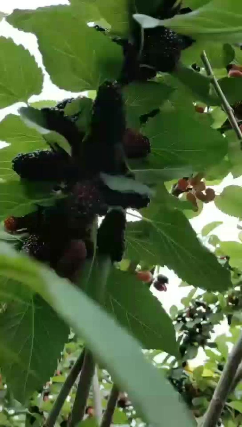 桑葚大批发