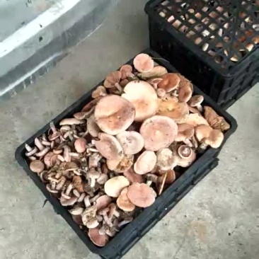 野生菌