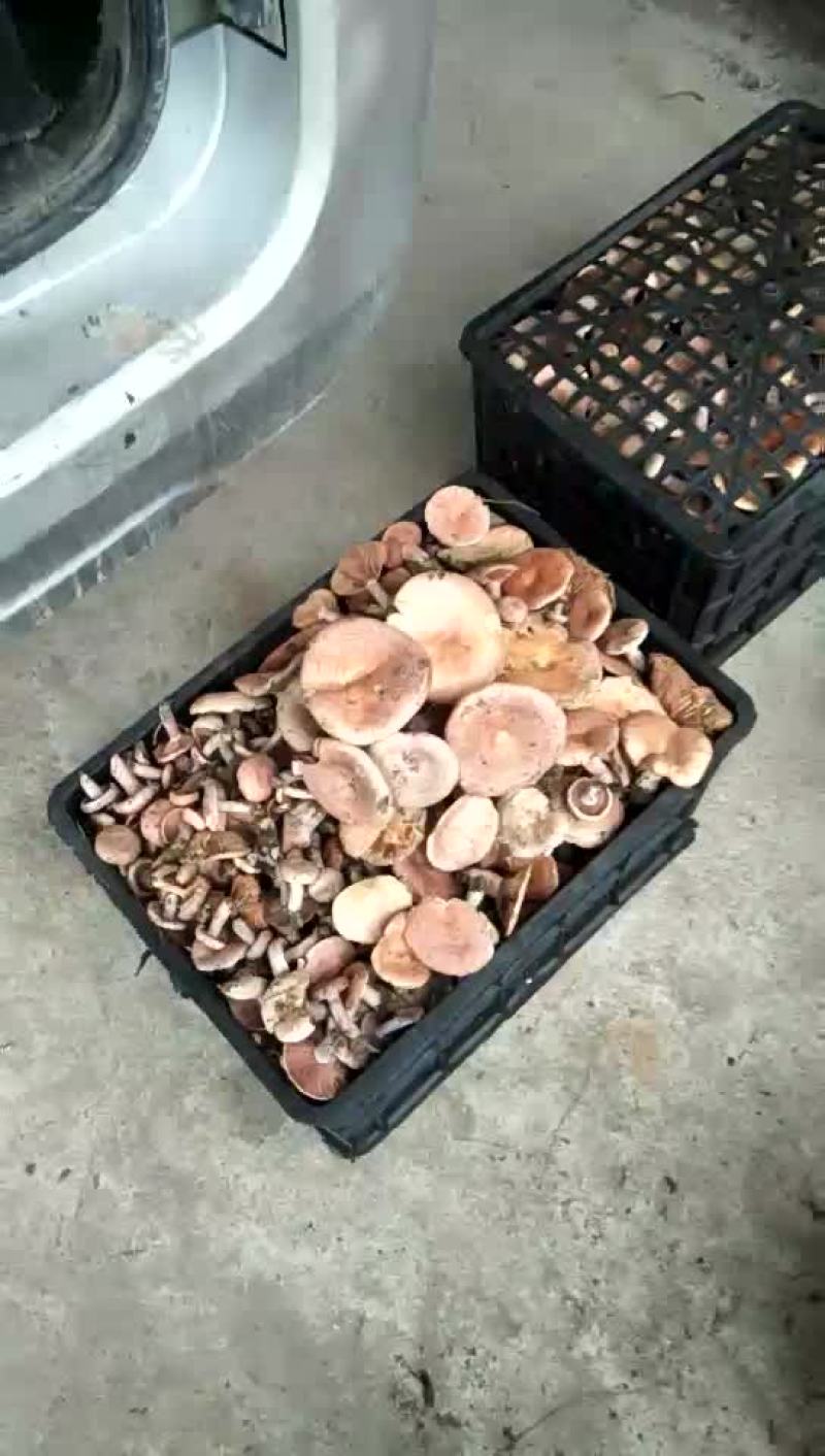 野生菌