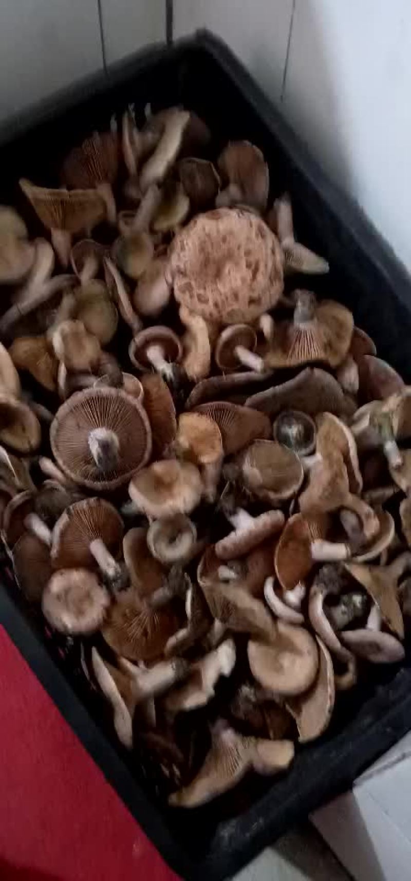 野生菌