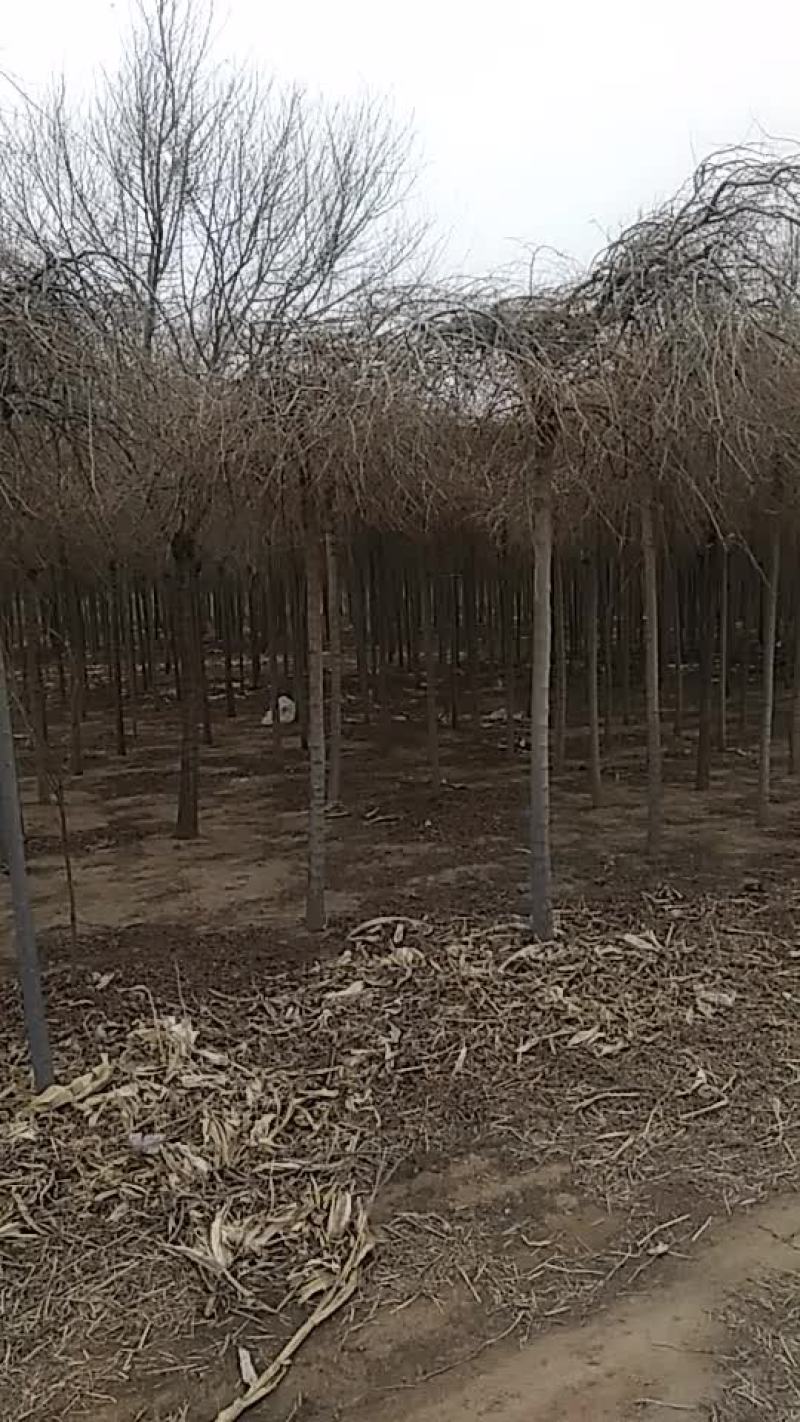 金叶榆金叶棰榆自家货源可以开正规发票支持中介
