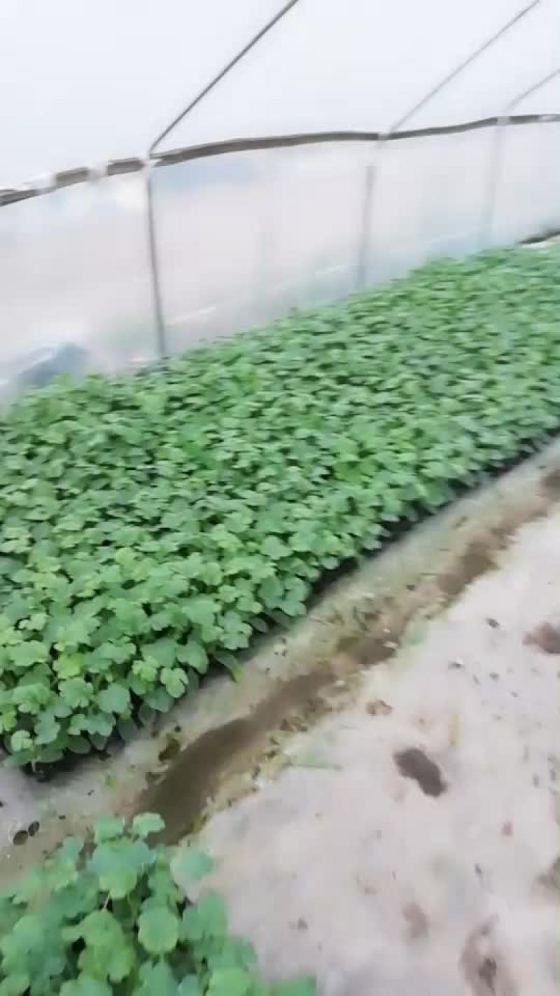 黑美人西瓜嫁接苗一件代发，指导技术，支持拿种子代接