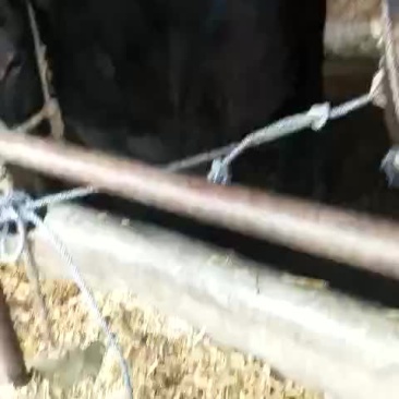 骡子