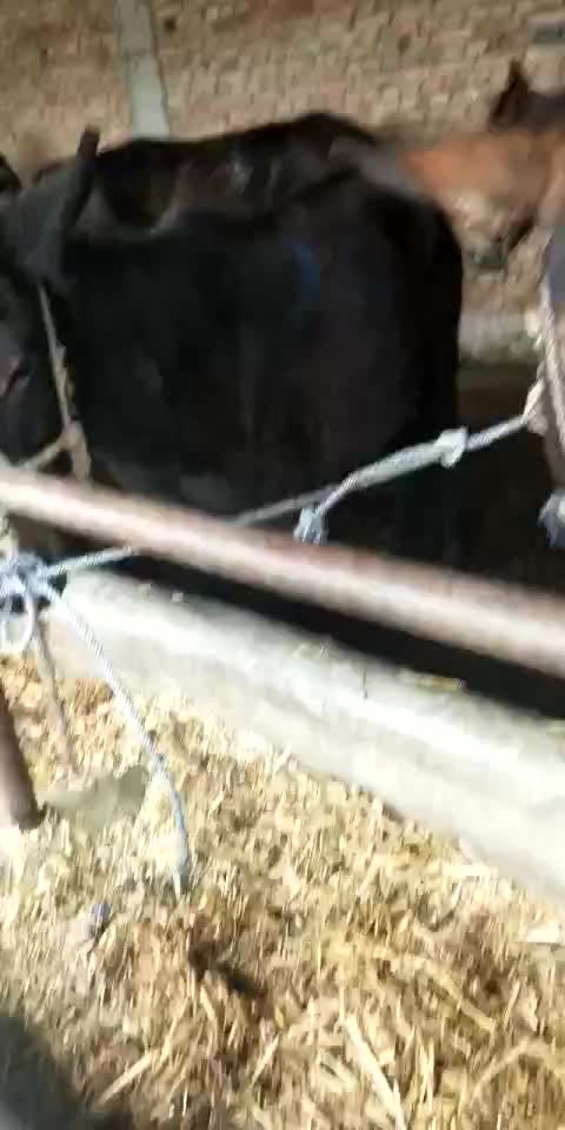 骡子