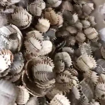 鳖甲