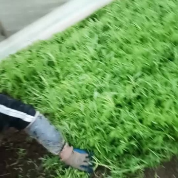 藜蒿