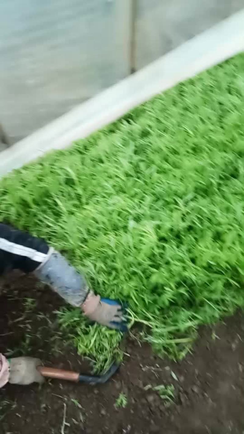 藜蒿