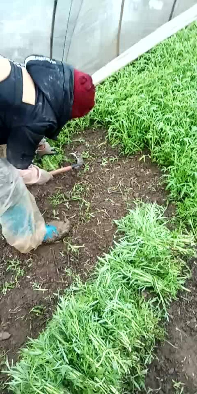 藜蒿
