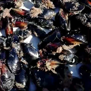 海虹