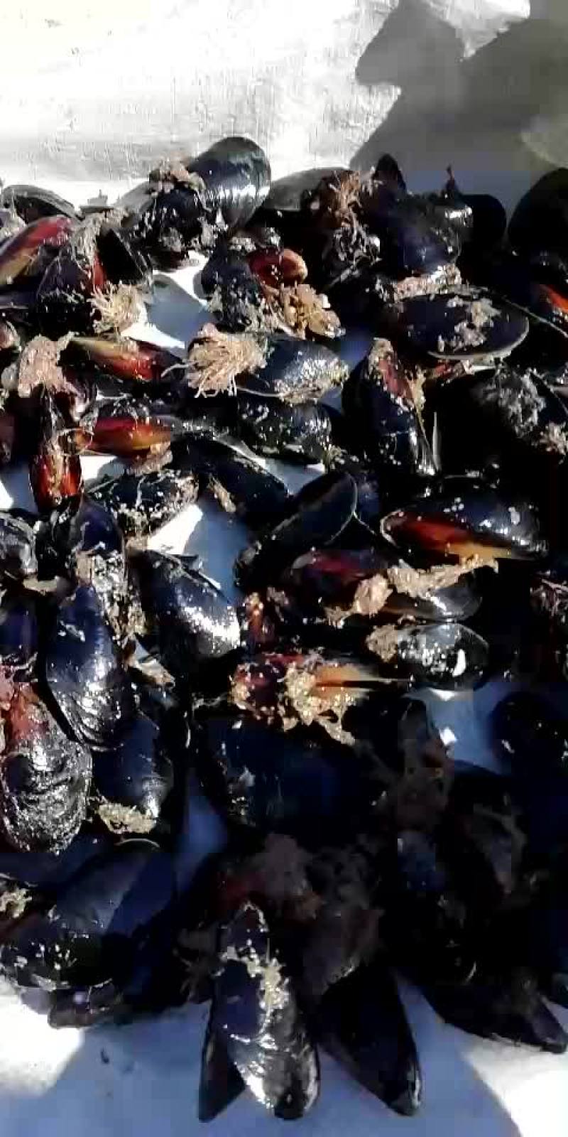 海虹