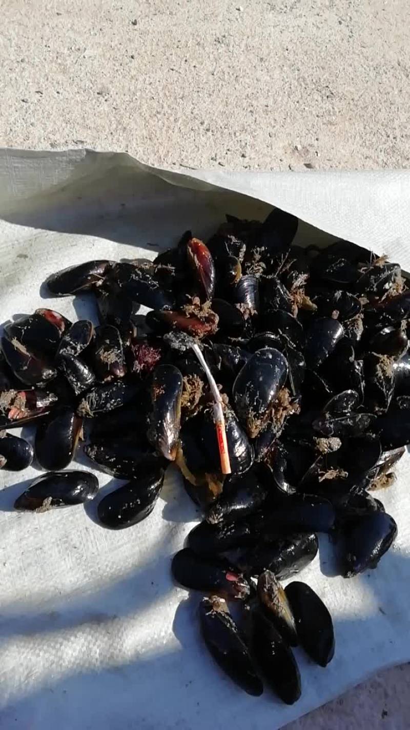 海虹