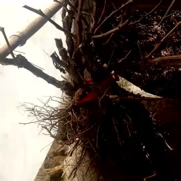 大量供应占地葡萄树