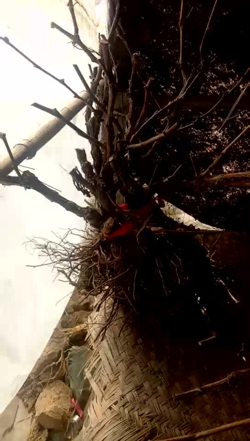 大量供应占地葡萄树