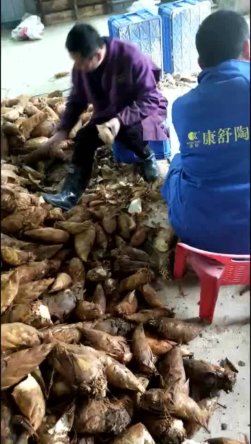 高山海拔1500米无污染冬笋