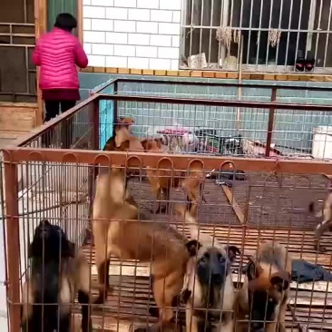 纯血统马犬养殖场
