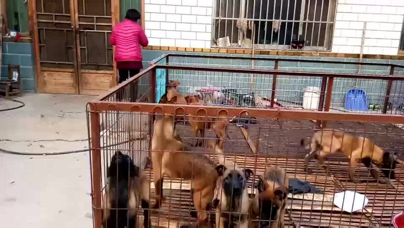 纯血统马犬养殖场