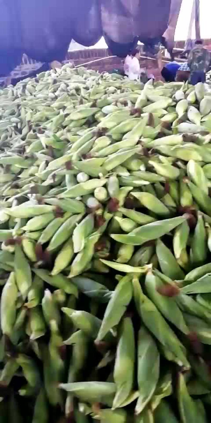 广东徐闻甜玉米一手货源从农户直达客户手上，诚信交易