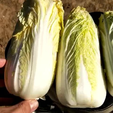 精品娃菜