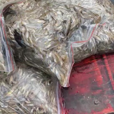 小黄鱼
