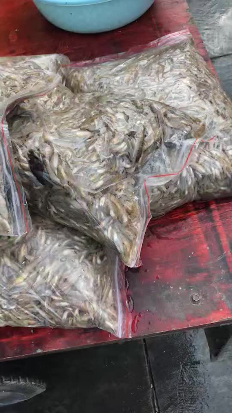 小黄鱼