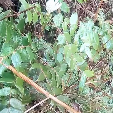 十大功劳的功效消炎可以栽盆景。