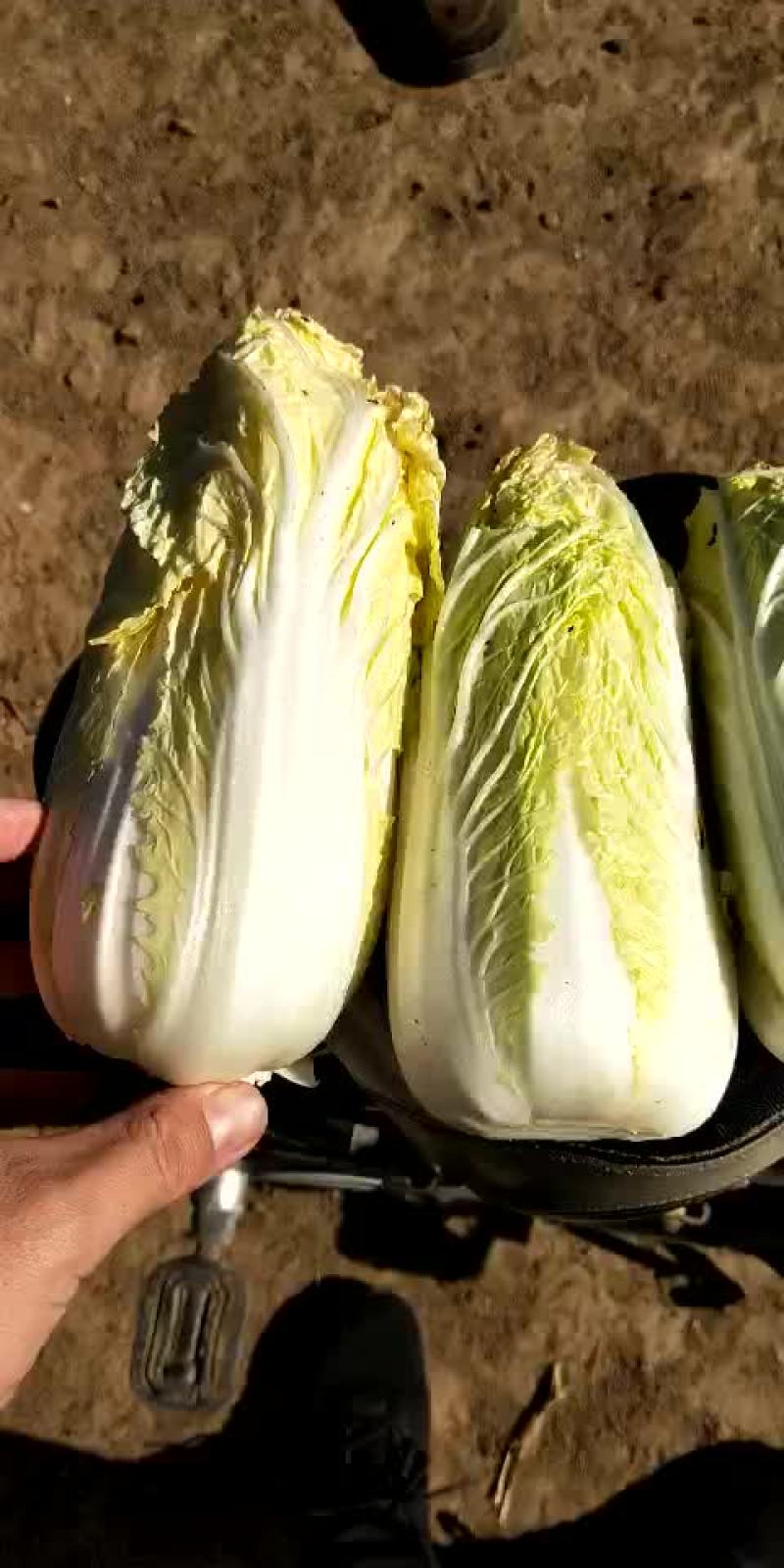 小娃娃