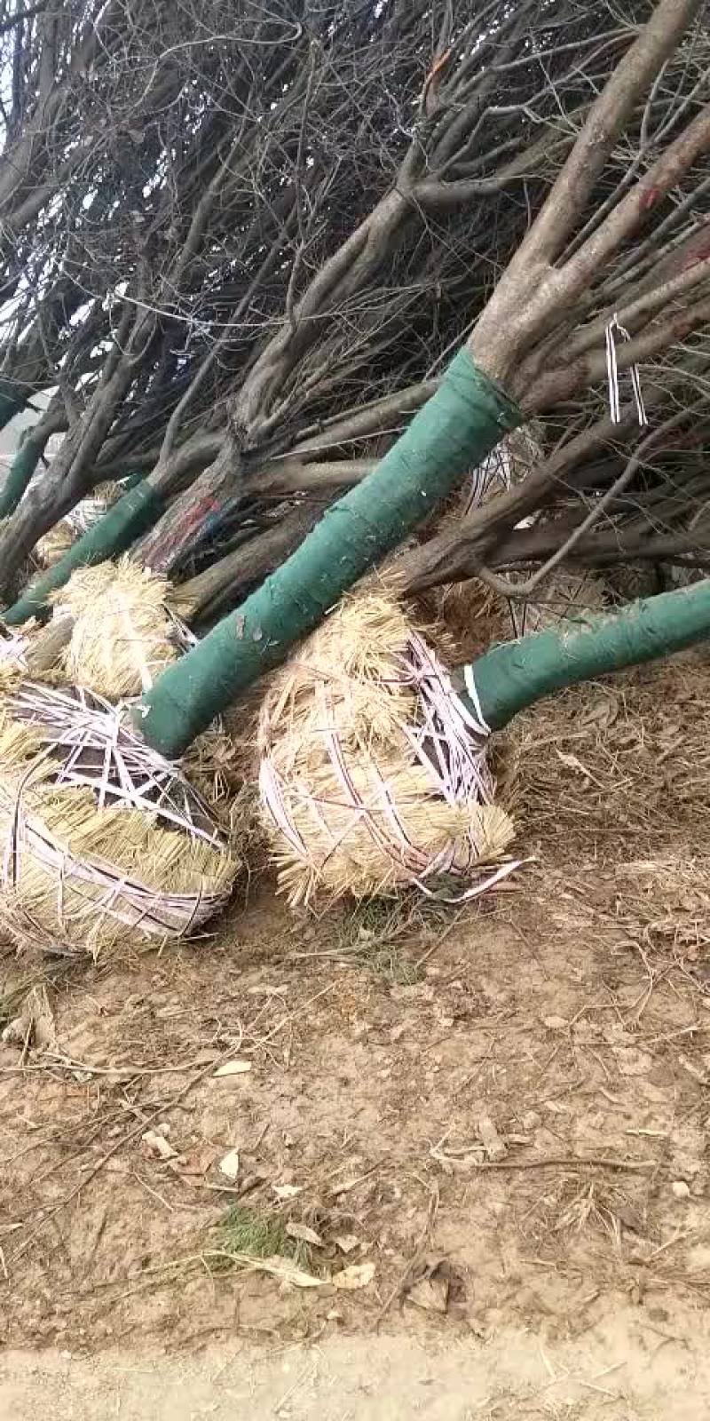 红叶李；紫叶李；紫叶李苗；紫叶李床苗；紫叶李工程苗